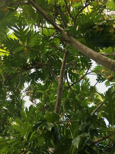 Breadfruit Tree