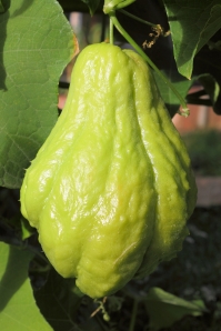 Chayote is widely used in Mauritian cuisine. Also know as christophine, cho-cho, pipinola (Hawaii) or choko